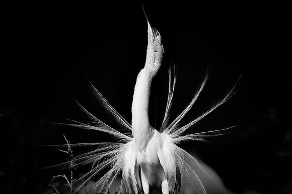 Alligator Farm Zoological Park, St. Augustine, FL