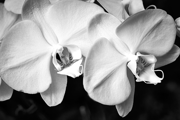 Daniel Stowe Botanical Garden, NC
