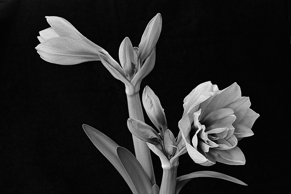 Susan's Amaryllis, Davidson, NC
