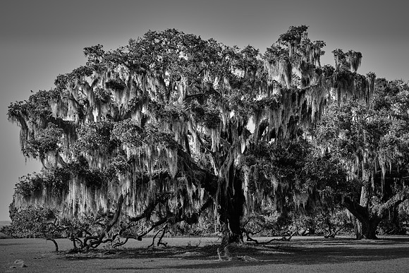 Live oak, Plum Orchard, Cumberland Island