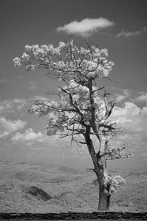 Blue Ridge Parkway in Infrared