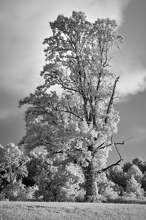 Blue Ridge Parkway in Infrared