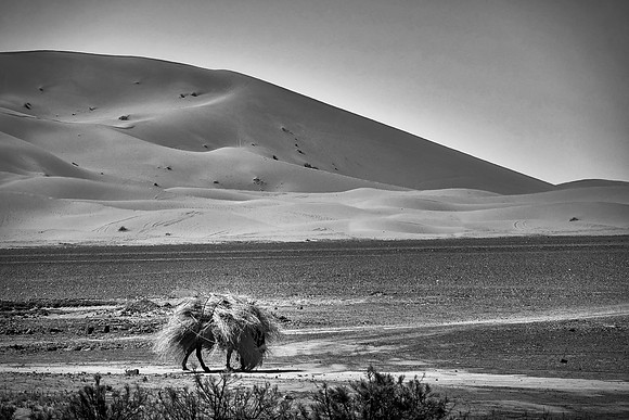 Date palm farm, Sahara Desert, High Atlas Mountains, Morocco