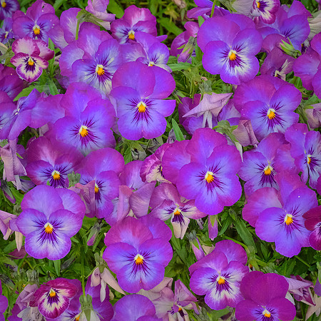Spring flowers at the Pines, Davidson, NC