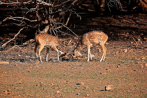 Ranthambhore Tiger Reserve