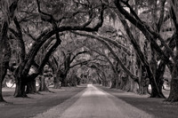 Black & White Portfolio