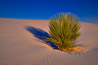Dune Portfolio