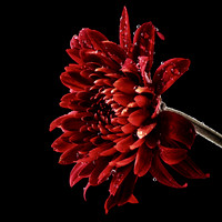 Flower Portfolio