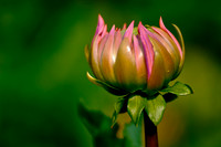 Flower Portfolio