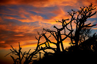 Landscape Portfolio