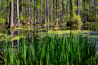 Landscape Portfolio