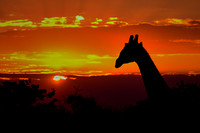 Wildlife Portfolio