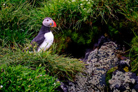 Wildlife Portfolio