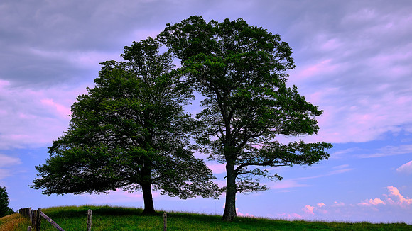 Twin Trees, Blue Ridge Parkway, Blowing Rock, NC