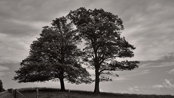 Twin Trees, Blue Ridge Parkway, Blowing Rock, NC