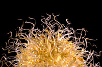 2018 Sept - Chihuly at Biltmore