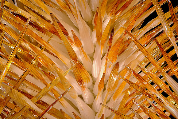 Dale Chihuly at the Biltmore Estate in the night, Asheville, NC