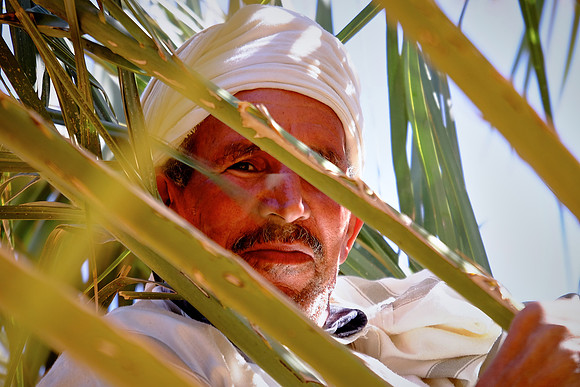 Date palm farmer, Sahara Desert, High Atlas Mountains, Morocco