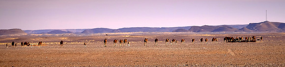 Camel drive, Sahara Desert, High Atlas Mountains, Morocco