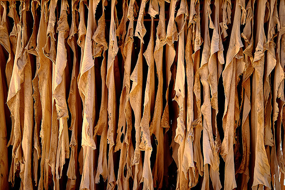 Leather tannery, Fez medina, Morocco