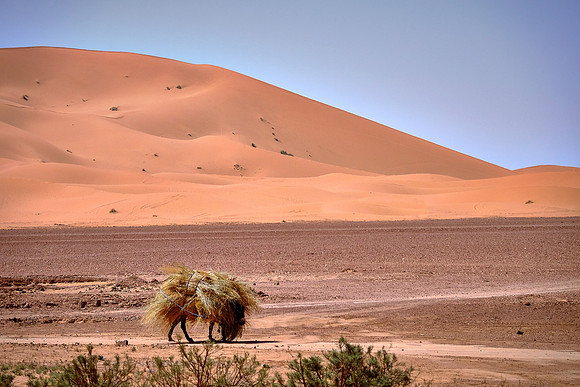 Date palm farm, Sahara Desert, High Atlas Mountains, Morocco