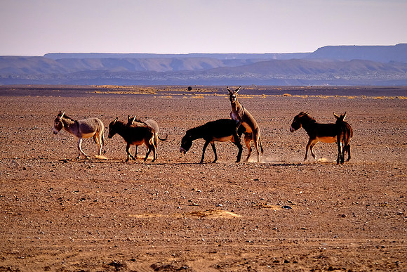 Foolin' around, Sahara Desert, High Atlas Mountains, Morocco