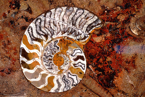 Ammonite (400 Mya) fossel in limestone, Erfoud, High Atlas Mountains, Morocco