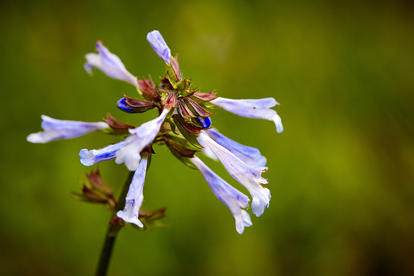 Cranefly Orchid, Great Smoky Mt. National Park, NC