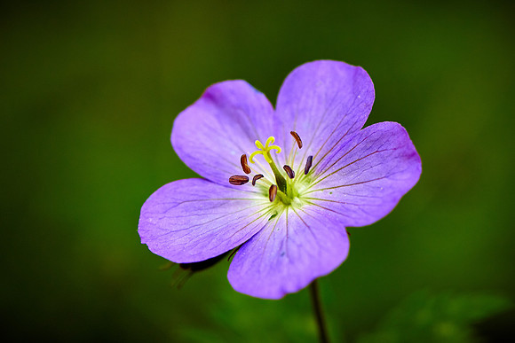 False Foxglove, Great Smoky Mt. National Park, NC