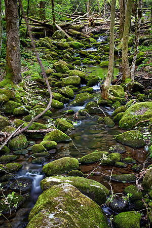 Little Pigeon River, Great Smoky Mt. National Park, TN