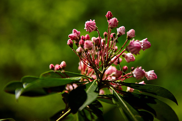 Early Rhododendron, Great Smoky Mt. National Park, TN