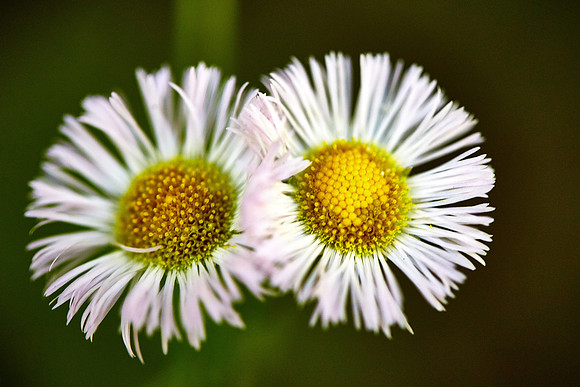 Robin's Plantain, Great Smoky Mt. National Park, NC