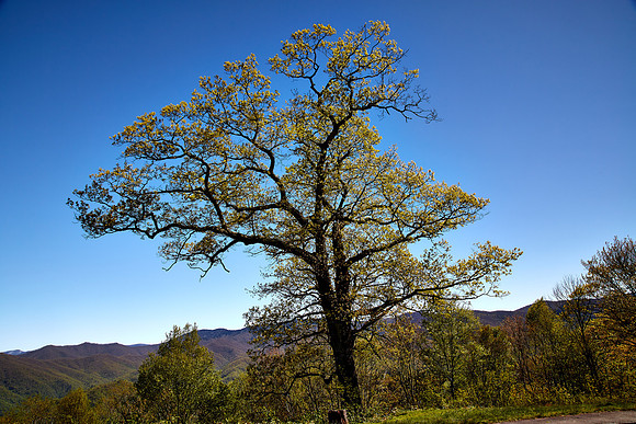 Great Smoky Mt. National Park, NC
