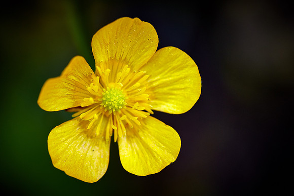 Dwarf Cinquefoil, Great Smoky Mt. National Park, NC