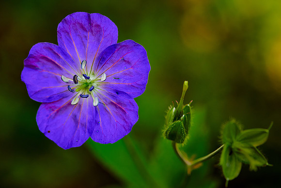 False Foxglove, Great Smoky Mt. National Park, NC
