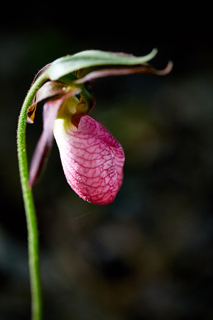 Pink Ladyslipper, Great Smoky Mt. National Park, NC