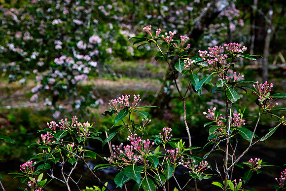 Early Rhododendron, Great Smoky Mt. National Park, TN