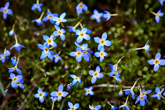 Thyme-Leaved Bluets, Great Smoky Mt. National Park, NC