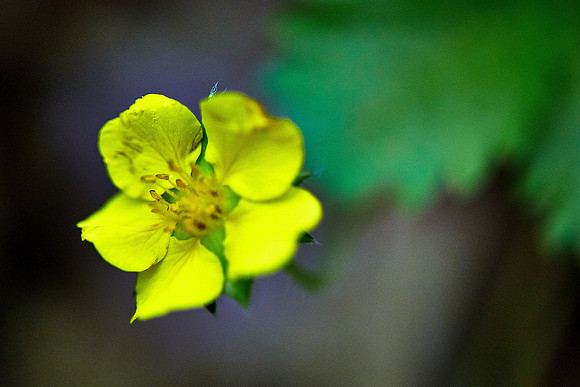 Dwarf Cinquefoil, Great Smoky Mt. National Park, NC