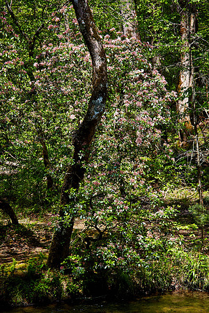Early Rhododendron, Great Smoky Mt. National Park, TN