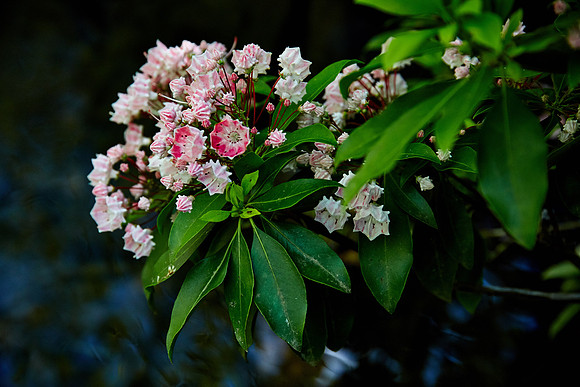 Early Rhododendron, Great Smoky Mt. National Park, TN