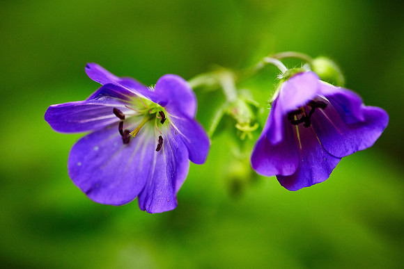 False Foxglove, Great Smoky Mt. National Park, NC