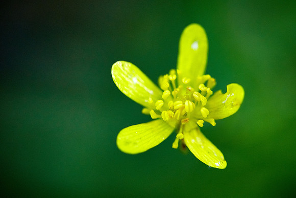 Southern Wild Senna, Great Smoky Mt. National Park, NC