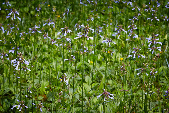 Cranefly Orchid, Great Smoky Mt. National Park, NC