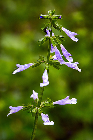Cranefly Orchid, Great Smoky Mt. National Park, NC