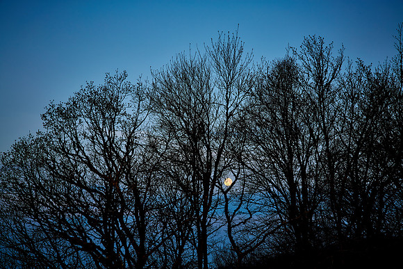 Moonset at Sunrise, Great Smoky Mt. Natioanl Park, NC