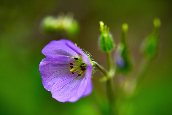 False Foxglove, Great Smoky Mt. National Park, NC