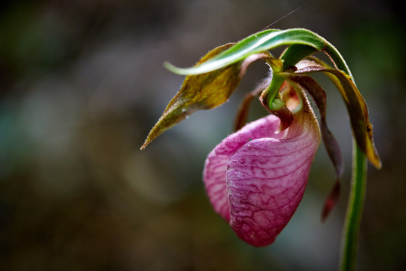 Pink Ladyslipper, Great Smoky Mt. National Park, NC