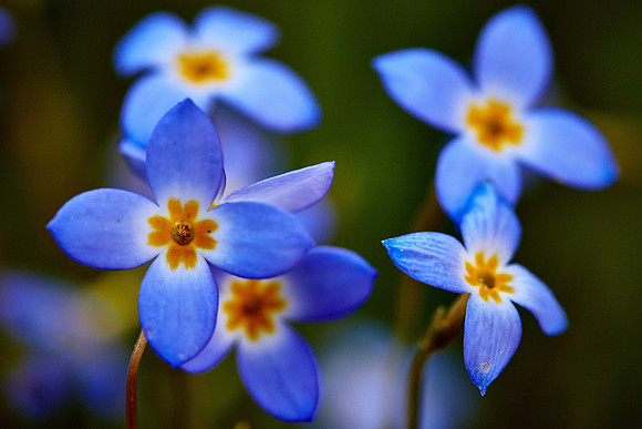 Thyme-Leaved Bluets, Great Smoky Mt. National Park, NC