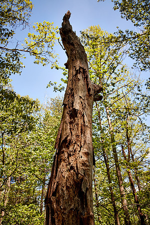 Great Smoky Mt. National Park, NC